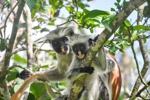 Stone Town Zanzibar UNESCO World Heritage
